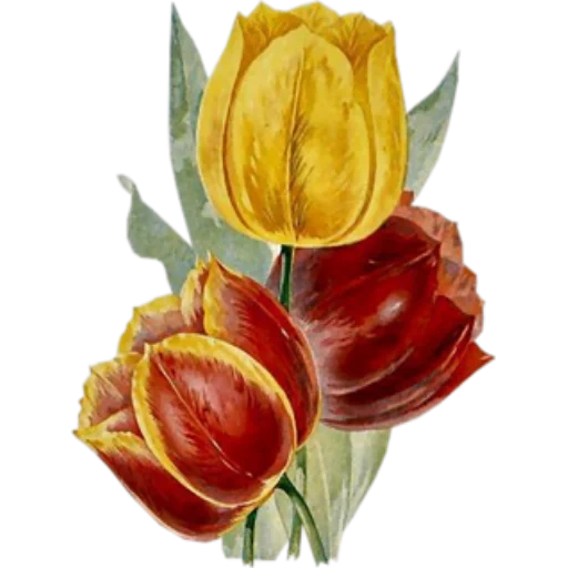 tulips, tulip pattern, tulip illustration, plant tulip, tulip plant painting
