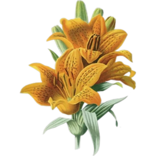 lily, lily, tiger lily, lily with white background, lily illustration