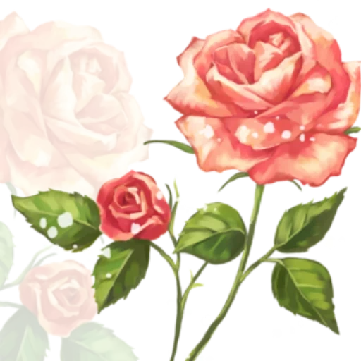 roses, rose clip, watercolor rose, background rose flowers, the roses are beautiful