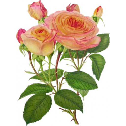 roses, roses have no background color, retro rose, retro flowers, tea rose shrub