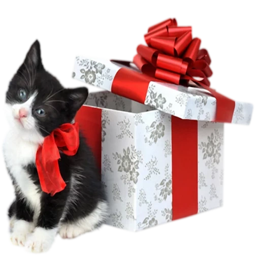 подарок, cat christmas, котик подарком, котенок бантиком подарок, новогодний котик подарком
