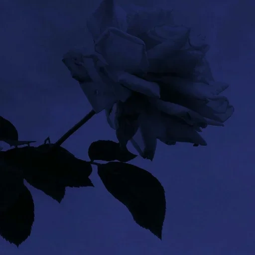 blumen, rosen der ästhetik, melancholische blume, violette farbästhetik, ästhetik von dunkelviolett