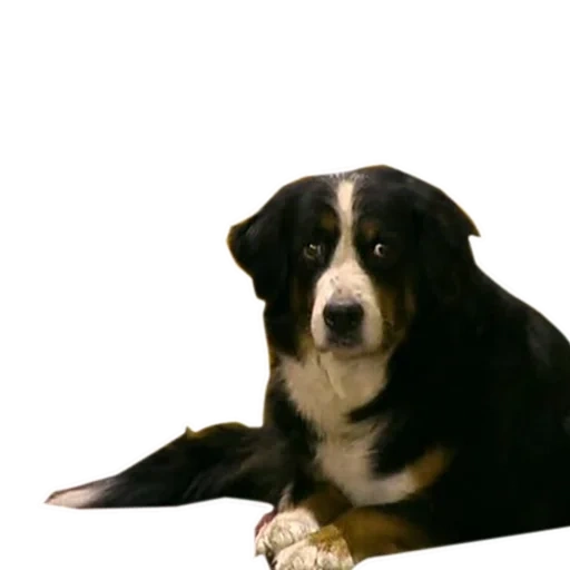 bernky zennenhund, bernky zennenhund puppy, the breed of bernky zennenhund, big swiss zennenhund, appencelller zennenhund light background