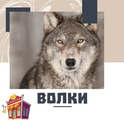 wolf, wolf wolf, wolfsmündung, der wolf ist kein schakal, wolf wolf wolf