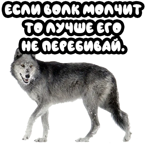 wolf, was für ein wolf, grauer wolf, wolfsrudel