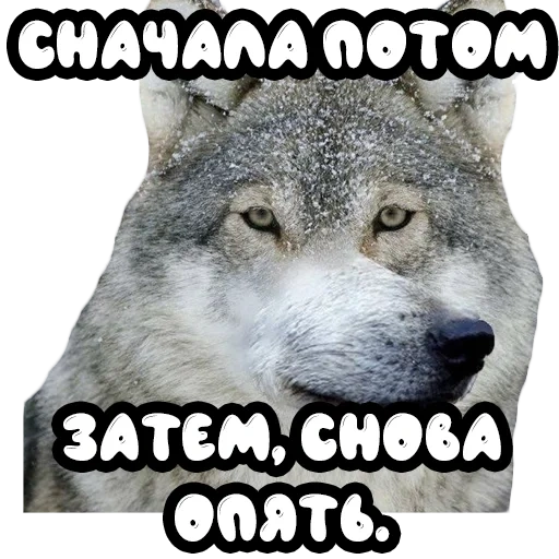 lobo, lobo auf, meme de lobo, memes con lobos, wolf wolf wolf meme
