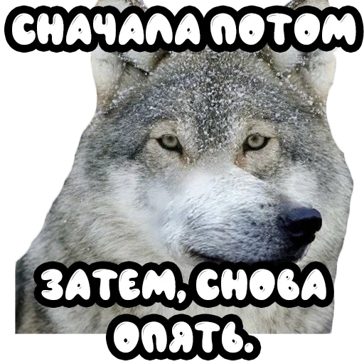 wolf, wolf auf, wolfsmeme, memes mit wölfen, wolf wolf wolf meme