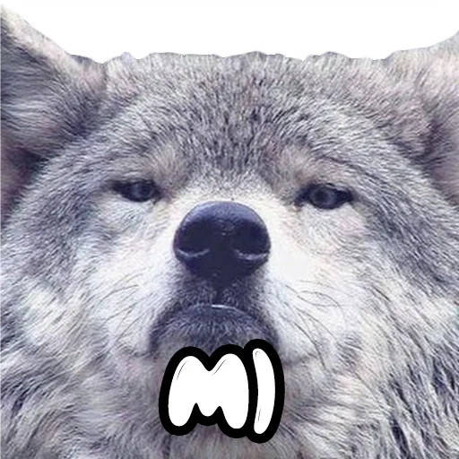mem wolf, memes wolf, grauer wolf, stolzes wolfsmeme, wolf wolf wolf meme