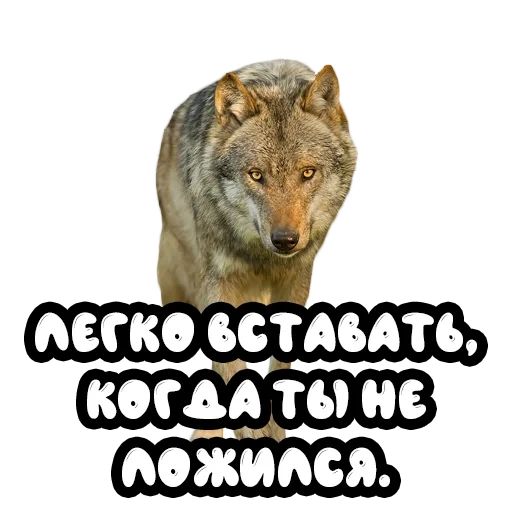 wolf, wolf 1, wolf fox, grey wolf, transparent bottom wolf