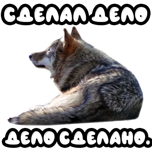 lobo, lobo uivo, lobo cinza, clipart wolf, lobo triste