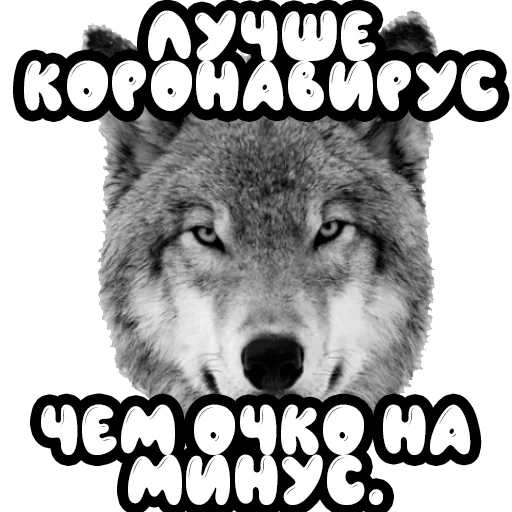 serigala, wolf wolf, serigala abu-abu, wajah serigala, lone wolf