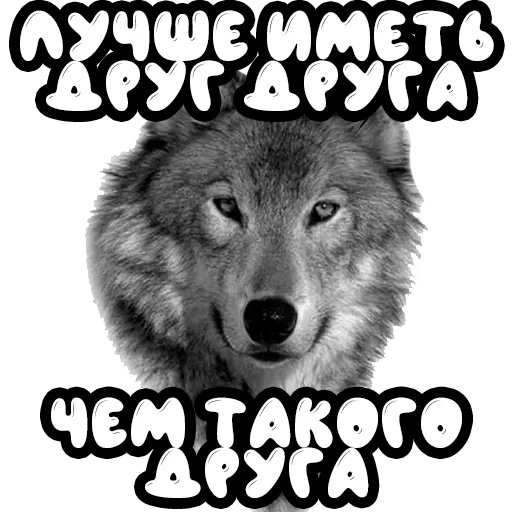 loup, loup loup, arlan wolf, loup gris, animal de loup