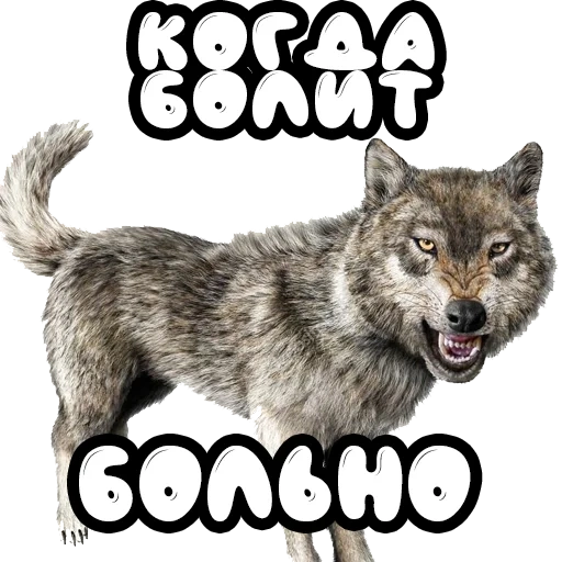 serigala, wolf auf, meme serigala, wolverine, lone wolf