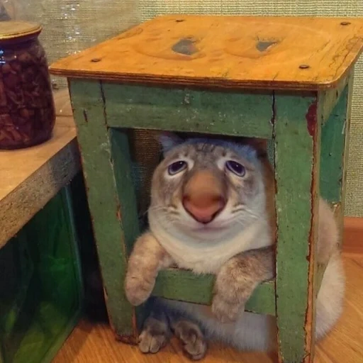 face, canneberges, yegor letov, chat sous le tabouret