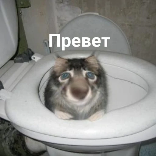 кот, туалет, котики, енот унитазе, коты унитазе