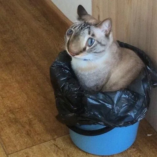 кот, кошечка, кот помойный, кот пакете мусор, кот мусорном ведре