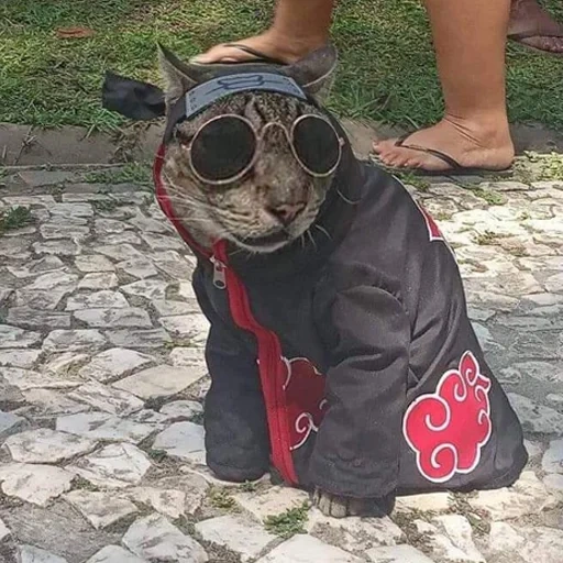 gato, público, capcut, tameland, cães marinhos são ridículos