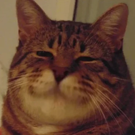 cat meme, a contented cat, seals are ridiculous, contented cat meme, smiling cat meme