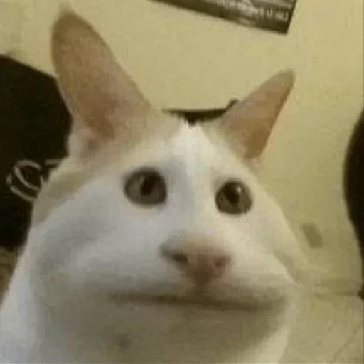 un gatto meme, meme del gatto, gatto insopportabile, i cani di mare sono ridicoli, gatto carino è divertente