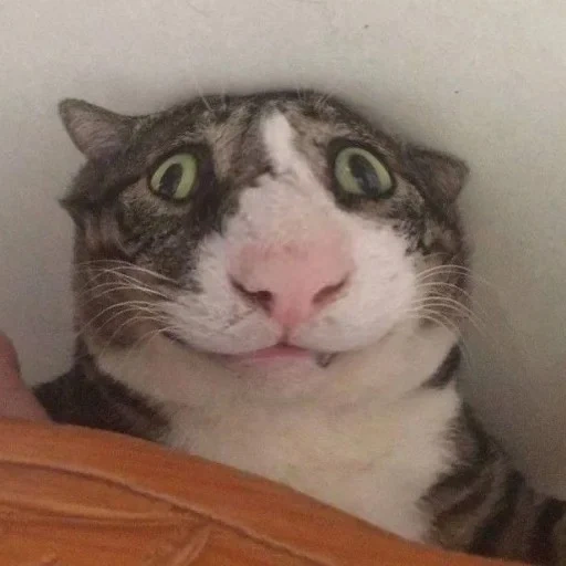 gato, cara de gato, amo a los gatos voladores, gato aturdido, gato de expresión