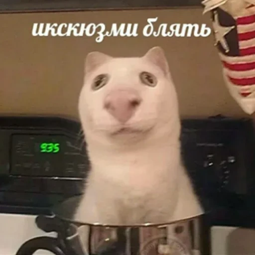 kucing, kucing, meme kucing, kitty meme, meme