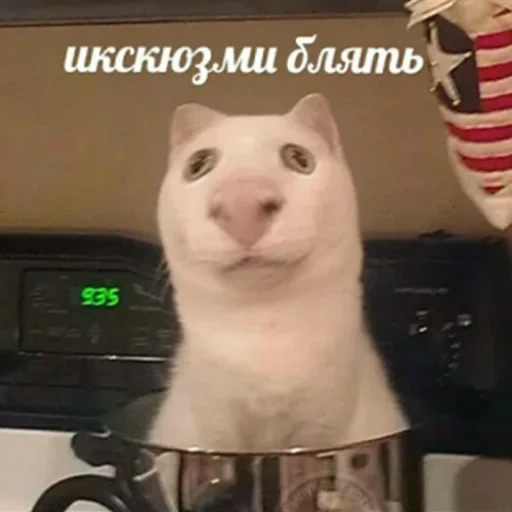 gato, selo, motivo de gato, motivo de gato, motivo meme