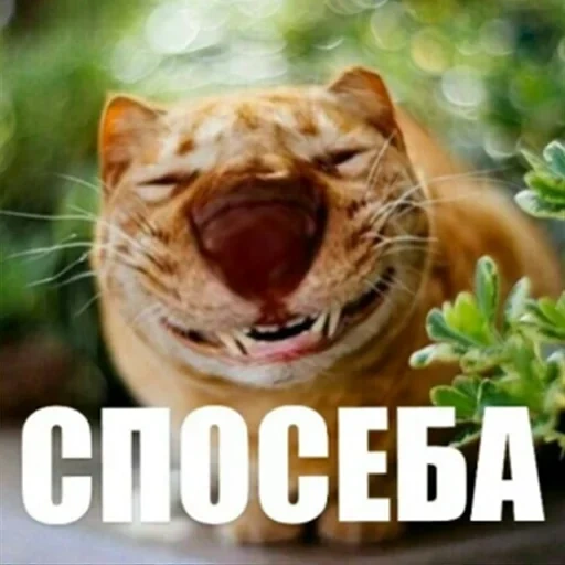 chat, sourire de chat, le chat est drôle, un chat joyeux, chat heureux