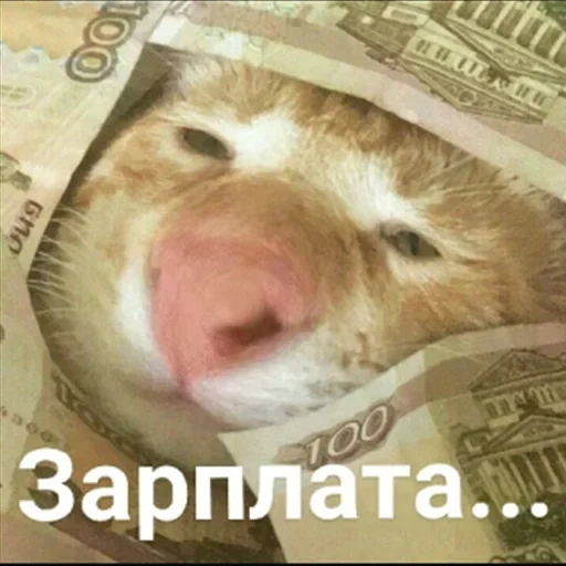 cat, cat money, the cat is 100 rubles, cat by a bill meme, got a salary