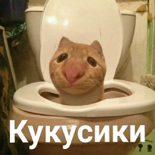 кот, котики, котячьи пикчи, кот под столом, кошки прикольные