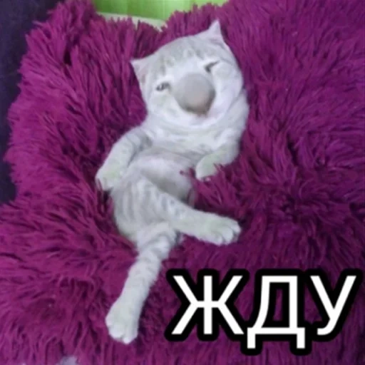 кот, кошка, котики, кот детей, смешные котики