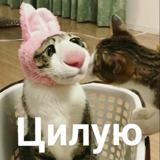 gatto, gatti, gatto, kitty tsymok, cat convesso
