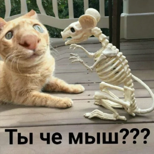 кот, кот смешной, приколы котами, кошки прикольные, валеришка смешные коты