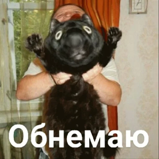 cat, кот, мопс черный, мейн кун 35 кг
