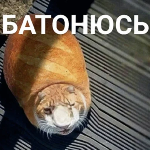 cat, cat bread, the cat is a bun, the cat is thick, the cat is a loaf of bread