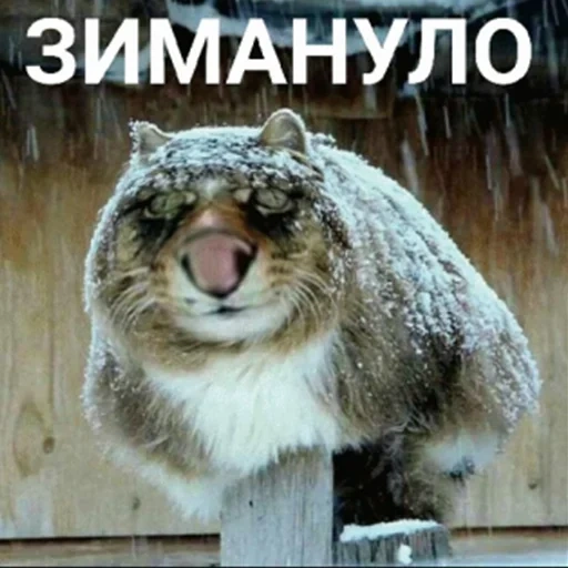 chat, mano, chat, chat sibérien, manul réchauffe les pattes