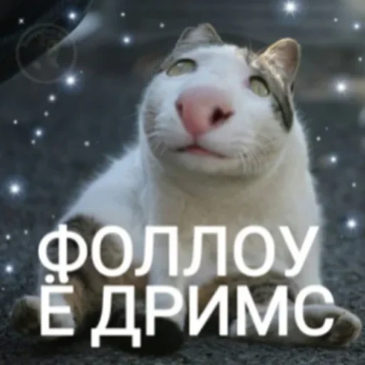 кот, коты, кошка, кот мем, животные кошки