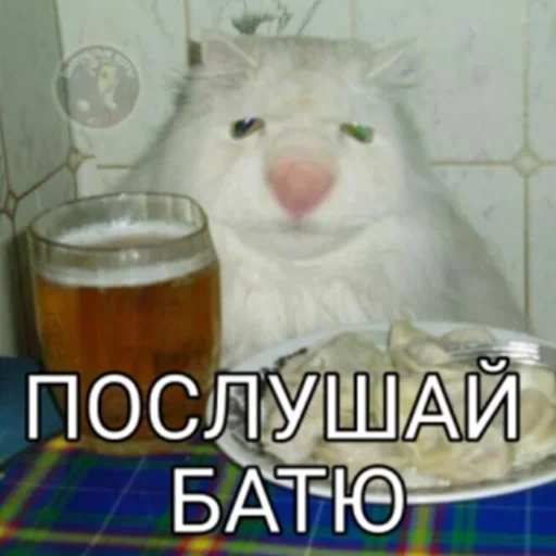 gatto, gatto con birra, xiao kotik, meme pivasik, il gatto con gnocchi di birra