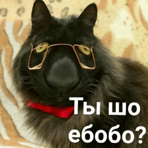 chat, chat avec des lunettes
