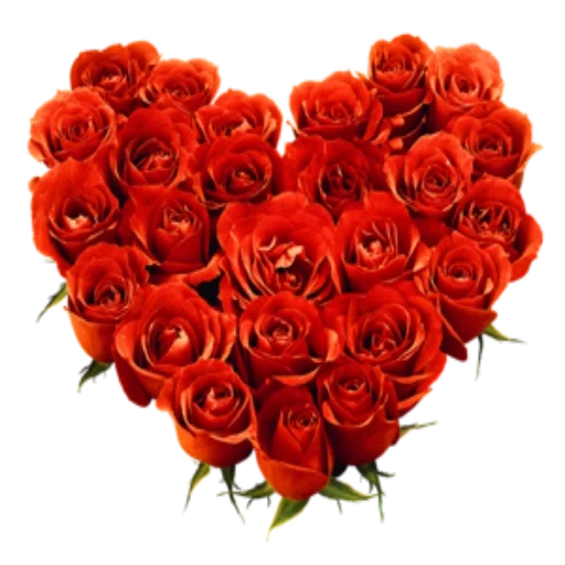 roses, the heart of the rose, red roses, a beautiful bouquet of roses, red roses with a white background