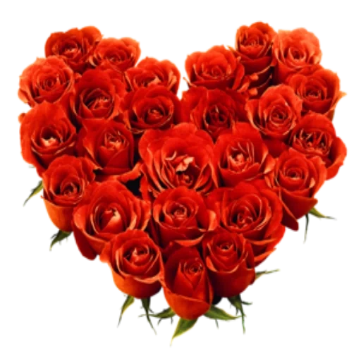 roses, coeurs de roses, roses rouges, un beau bouquet de roses, rose rouge sur fond blanc