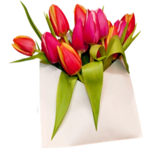 tulipas, envelope de tulipas