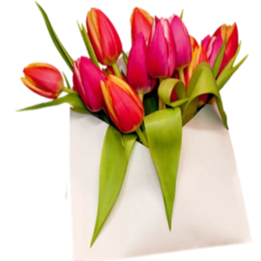 die tulpen, tulpenumschlag