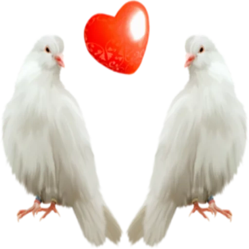 pigeon, the pigeon is white, pigeons with the heart, the pigeon is a transparent background