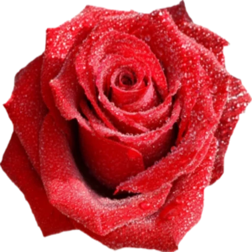 роза росе, цветы розы, розы красные, клипарт розы, красивые розы прозрачном