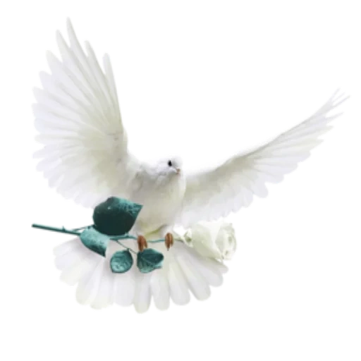 pigeon blanc, beau petit oiseau, dieu est amour, oiseau à fond blanc, annonciation de la colombe blanche