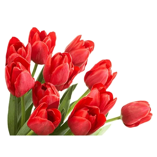 с 8 марта цветы, тюльпаны клипарт, красные тюльпаны, 8 марта красивые, международный женский день