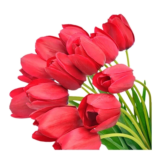 tulip clips, tulips have no background, tulip white background, tulip bouquets have no background color, international women's day