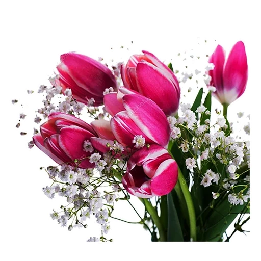 march 8, tulip bouquet, pink tulips, international women's day, tulip bouquet with light background