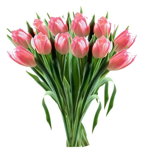 букет тюльпанов, розовые тюльпаны, тюльпаны белом фоне, тюльпаны прозрачном фоне, букет тюльпанов без фона