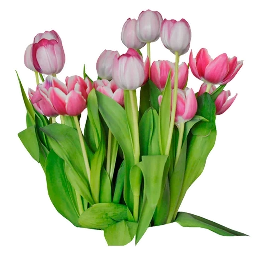 tulipes, tulipes roses, clip tulipe, tulipes artificielles, fond transparent tulipe